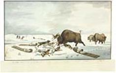 Les chiens repèrent un troupeau de bisons et se précipitent sur lui en s'éloignant des Indiens, provoquant ainsi une grande agitation ca 1822