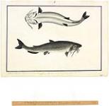 Un poisson-chat de la rivière Rouge ca. 1821