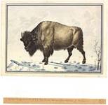 A Wild buffalo bull, of the Red River, drawn from nature. (:Bonasus:) ca. 1822