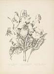 Canadian Wild Flowers, Plate III ca. 1869.