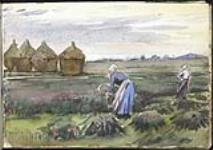 Femmes effectuant la moisson, avec une vue lointaine d'un terril minier, Pas-de-Calais [entre le 18 avril et le 8 août 1918].