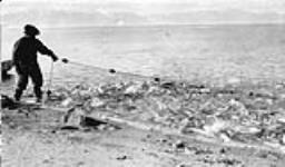 2,000 salmon in seine - Salmon River, Baffin island. 18 July 1927.