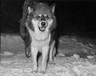 Dawn comes late. This husky is ready for some grub 14 December 1950.