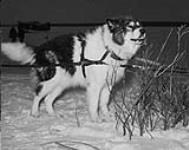 Neultin Lake - Husky, fat and eager for work 13 December 1950.