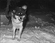 A husky dog 13 December 1950.
