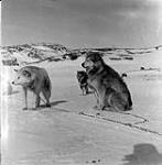 Pelly Bay, Huskies 1953