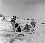 Dog trams in the snow 1953
