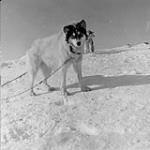Husky 1953