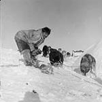 [Inuk man feeding his dogs] Original title: Eskimo feeding his dogs 1953