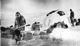[Constables Friel and Treadgold with sled dogs next to an igloo] Original title: Eskimo igloo - Constables Friel and Treadgold 1927