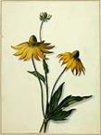 [Flower Study] Rudbeckia 1840-1842