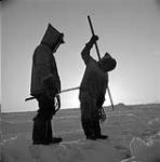 Inuk raising his harpoon to strike an approaching seal while another Inuk watches January, 1946.