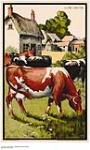 [untitled] : view of bovines 1926-1934