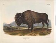 II-6. American Bison, or Buffalo 1845
