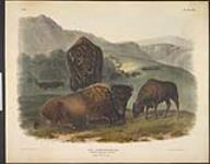 II-7. American Bison or Buffalo 1845