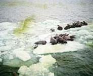 Walrus herd sighted North of Alaska 1955