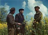 Canadian and Dutch Soldiers in Field of 'Wild Cabbage' ca. 1943-1965.