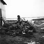 [Two people standing beside seal carcasses] [between 1956-1960]