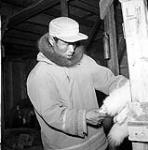 [Man examining fur pelts] [between 1956-1960]