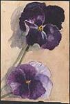 Purple Flowers (Pansies ?) ca. 1865-1900 ?