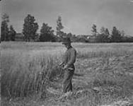 Mower cutting wheat in Sain-Félicien 1925