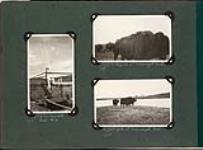 Royalite Shell No. 4, Buffalo at Wainwright Park and Yak at Wainwright Park 1925