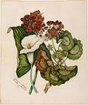 [Geranium and Lily] [graphic material] 1872.