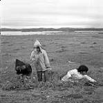 [Brownies Jo (left), Martha (middle) and a girl (right), picking tundra flowers for a competition, Iqaluit, Nunavut] 1960