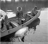 [Letuk (middle) and Mosha Michael (right) in a boat towing a dead polar bear ashore, Leach Bay, Nunavut] 1960