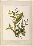 [A Group of Wildflowers]. 1. Dracaena. 2. Streptopus Roseas. 3. Sisyrindium Anceps. 4. Trientalis Americana. 5. Cornus Canadensis ca. 1840