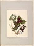 [Flower Studies] 1. Sanguinaria. 2. Trillium. 3. Hepatica. 4. Trillium Erectum 1840-1842