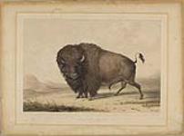 Buffalo Bull, Grazing 1844