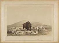 Buffalo Hunt, White Wolves Attacking a Buffalo Bull 1844
