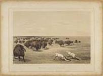 Buffalo Hunt, under White Wolf Skin 1844