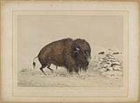 Wounded Buffalo Bull 1844