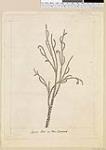 Spruce Fir in New Zealand 1776-1777