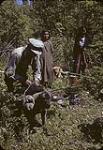 Three First Nation individuals traveling with their dogs. A man prepares a dog to carry a pack  [1947]