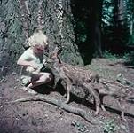 Little girl bottle feeds baby deer juillet 1953