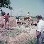 Un professeur de jardinage, en chemise et cravate, supervise quatre étudiants en jardinage, qui font le foin avec des fourches, à Niagara juillet 1954