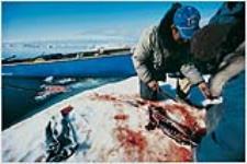 We stop on pan ice to eat seal meat and collect fresh water for tea. The first time I ate raw seal liver I was very pleasantly surprised that it tasted so sweet and mild. It seemed like the perfect food to eat out there.
Foxe Basin, Igloolik, 1976. 1976.
