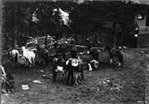 Pack horses at Glacier, B.C 1900-1910
