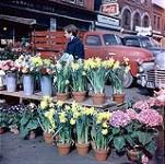 Femme vendant des fleurs dans le Marché By, Ottawa [between 1955-1963]