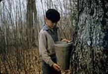 Boy holding a sap bucket in a sugarbush, Cap Tourmente, Quebec [entre 1955-1963]