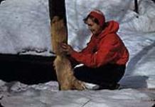 Femme examinant un arbre rongé par un castor, parc de la Gatineau, Québec [entre 1955-1963]