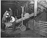 Master Farmer Mr. Lewis Winterburn and three men examining potatoes on a conveyor belt during the potato harvest [between 1930-1960]