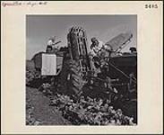 Japanese man and woman on tractor harvest sugar beets ca. 1950's