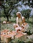 Jeanine Melrer of Hamilton, Ont, picks white cherries on the Clarke farm at Vineland, Ont. Jeanine Melrer de Hamilton, Ontario, cueille des cerises blanches sur la ferme Clarke à Vineland, Ontario. 1949.