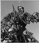 Farm Service Force : Rosalind Heath, une fille d'une école secondaire de Toronto ne craint pas les hauteurs  1942