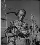 Farming Ontario : madame Moran dans le champ de maïs 1942