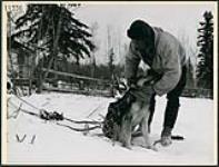 A Cree man adjusting the harness of his lead dog before leaving on an ice fishing trip, Lac la Ronge, Saskatchewan March 1945